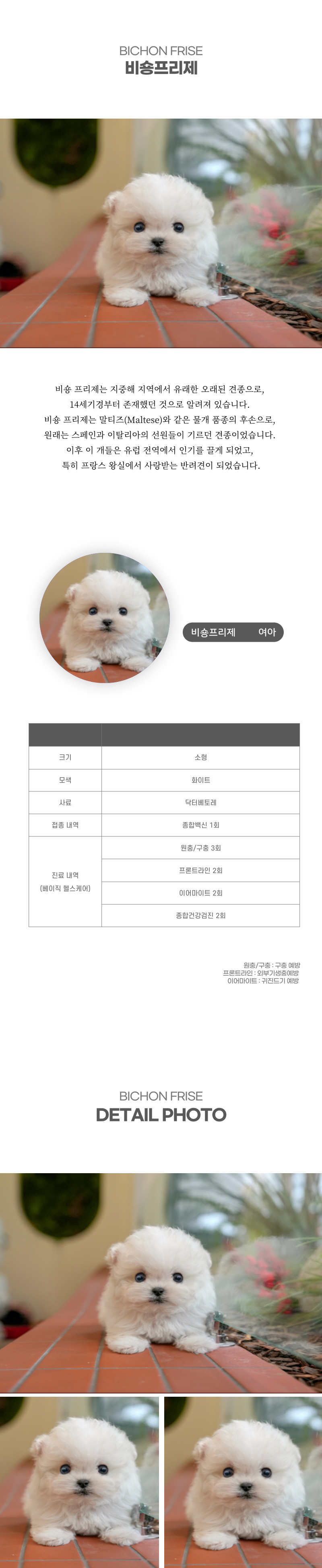 미니비숑_상세이미지_2